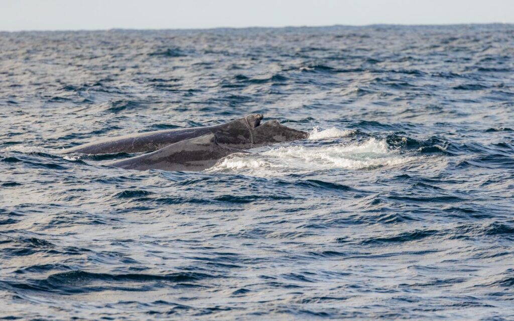Foto: Marcello Cavalcanti