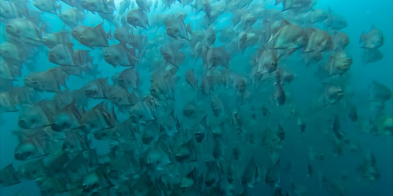 CAIOSALLES_PEIXES1